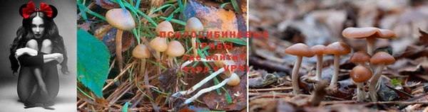 дмт Алексеевка