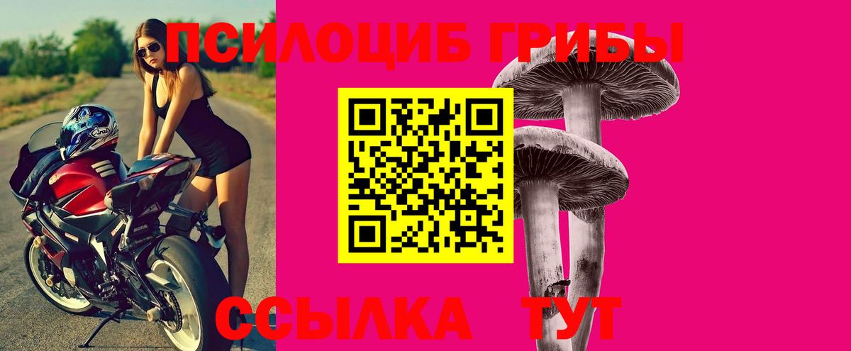 Галлюциногенные грибы Psilocybe Курск